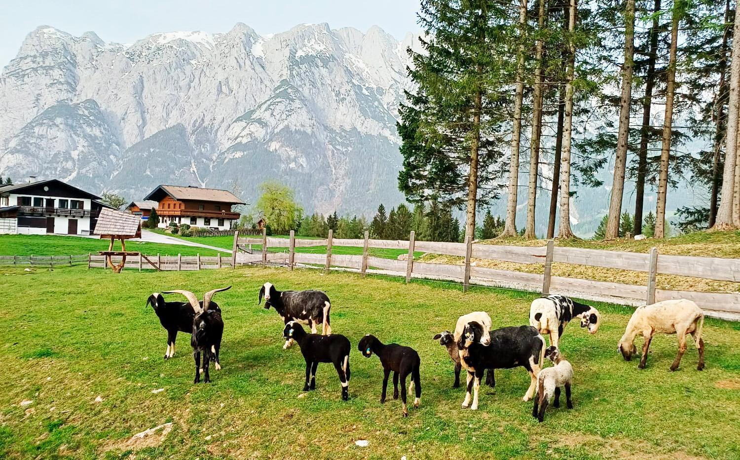 Mountain Residence Riesgut Werfen Ngoại thất bức ảnh